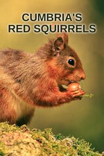 Cumbrias Red Squirrels (2024)